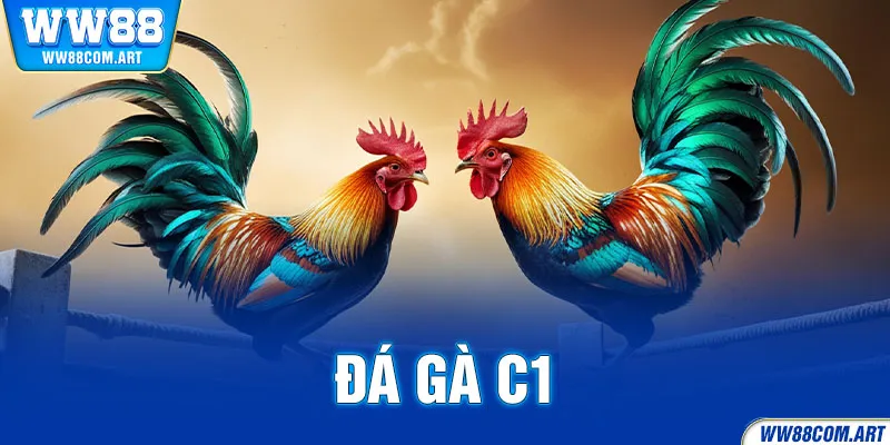 Đá Gà C1 - Giải Đấu Chọi Gà Hàng Đầu Phát Sóng Trực Tiếp